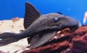 Pleco Blue Eyes — 12-15